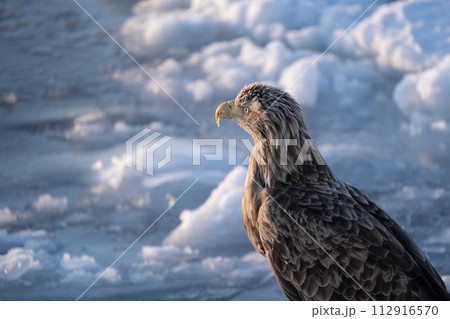 国後島からの日の出と流氷 112916570