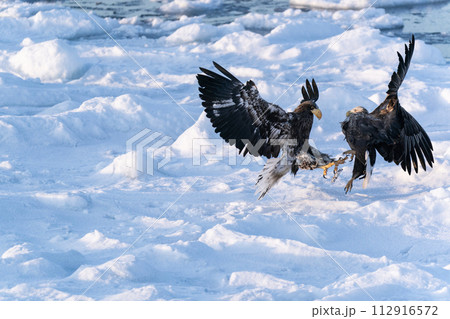 国後島からの日の出と流氷 112916572