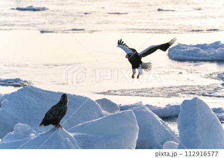 国後島からの日の出と流氷 国後島からの日の出と流氷 112916577