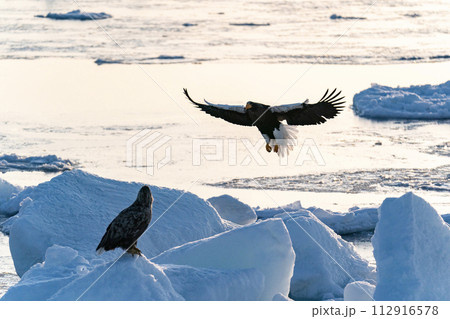国後島からの日の出と流氷 112916578