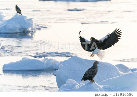 国後島からの日の出と流氷 112916580