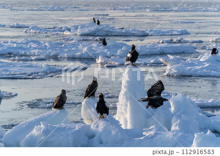 国後島からの日の出と流氷 国後島からの日の出と流氷 112916583
