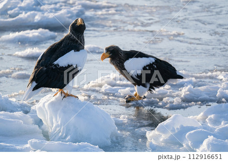 国後島からの日の出と流氷 112916651