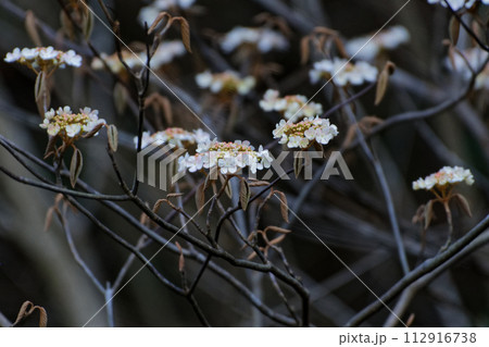 春の花　ガマズミ科オオカメノキの開花 112916738