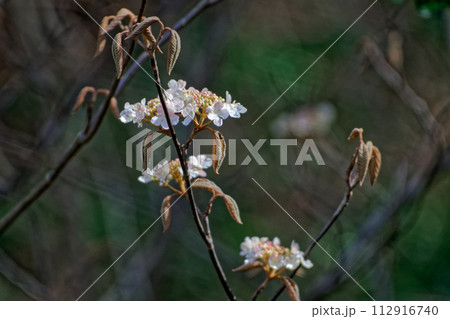 春の花 ガマズミ科オオカメノキの開花 春の花 ガマズミ科オオカメノキの開花 112916740