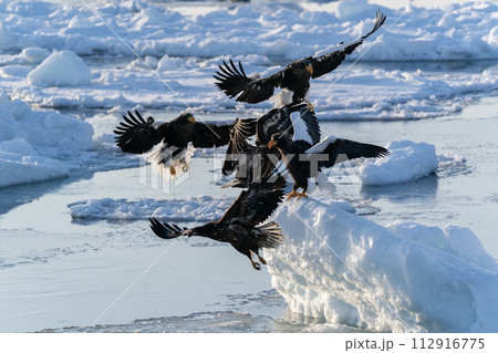 根室海峡の流氷と大鷲 112916775