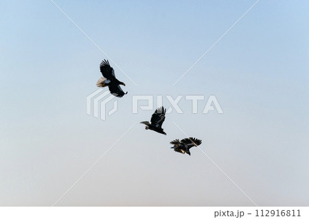 根室海峡の流氷と大鷲 根室海峡の流氷と大鷲 112916811
