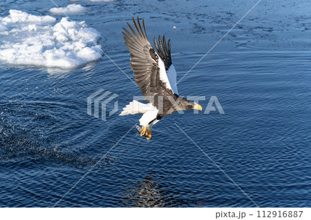 根室海峡の流氷と大鷲 112916887