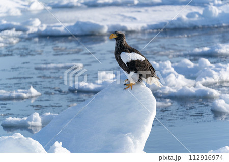 国後島からの日の出と流氷 112916974