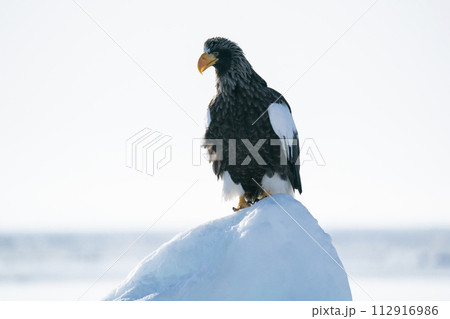 国後島からの日の出と流氷 国後島からの日の出と流氷 112916986
