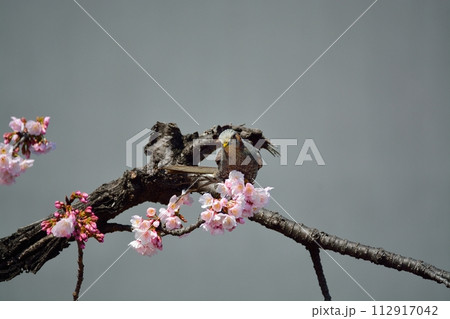 桜とヒヨドリ 桜とヒヨドリ 112917042