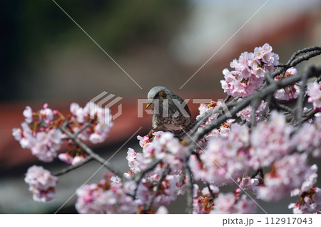 桜とヒヨドリ 112917043