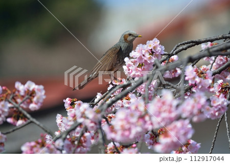 桜とヒヨドリ 112917044