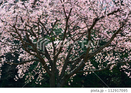 アンギョウザクラ 112917095