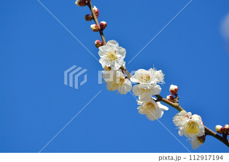 満開の白梅 112917194