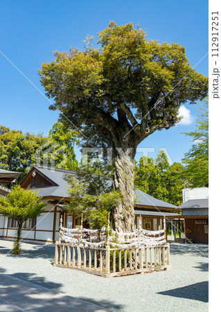井伊谷宮　御神木の椎の木 112917251