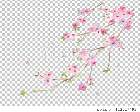 Cherry blossom branches painted in watercolor Cherry blossom branches painted in watercolor 112917493