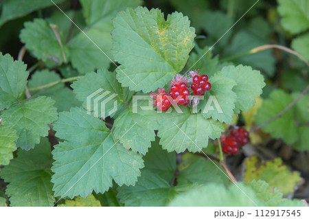 ナワシロイチゴの実と葉をアップ／バラ科・キイチゴ属・ノイチゴ 112917545