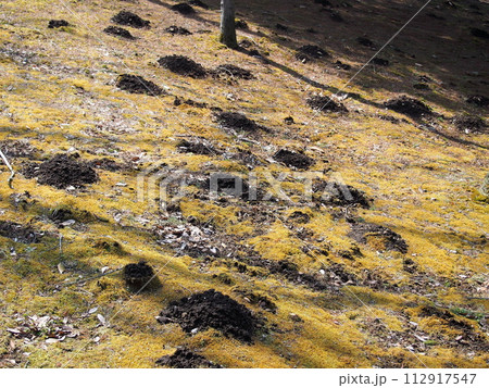 モグラの穴（モグラ塚） 112917547