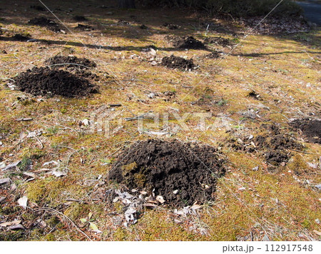 モグラの穴（モグラ塚） 112917548