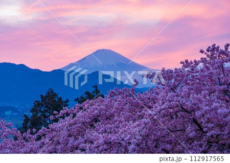 （神奈川県）松田山・西平畑公園の河津桜　夕焼け空と富士山 112917565