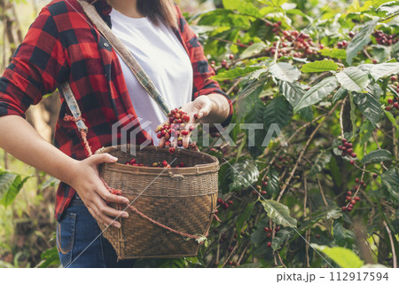Coffee plant farm woman Hands harvest raw coffee beans. Ripe Red berries plant fresh seed coffee tree growth in green eco farm. Close up hands harvest red seed in basket robusta arabica plant farm. Coffee plant farm woman Hands harvest raw coffee beans. Ripe Red berries plant fresh seed coffee tree growth in green eco farm. Close up hands harvest red seed in basket robusta arabica plant farm. 112917594
