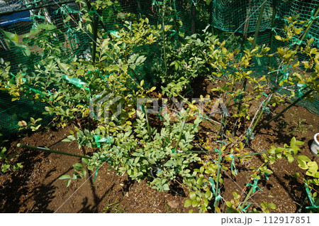 ブルーベリー 112917851