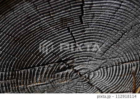 年輪 112918114