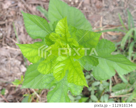 桑の生態写真 112918134