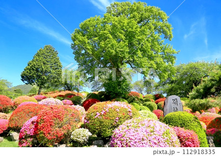 岡谷・鶴峯公園のつつじ 112918335