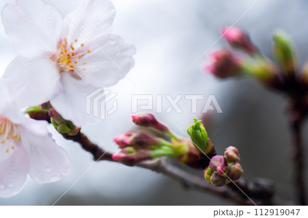 雨に濡れた桜 雨に濡れた桜 112919047