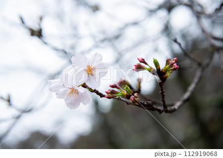 雨に濡れた桜 雨に濡れた桜 112919068