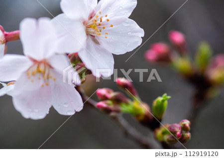 春雨に濡れた桜の蕾 112919120