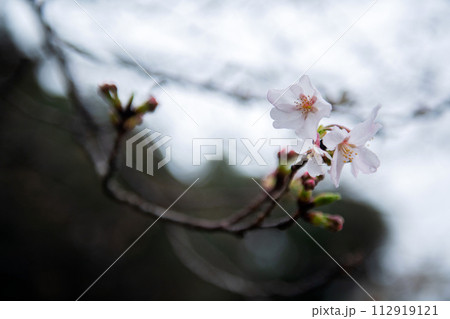 春雨に濡れた桜の蕾 112919121