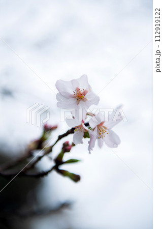 春雨に濡れた桜の蕾 春雨に濡れた桜の蕾 112919122