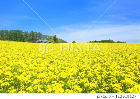小諸みはらしファームの菜の花畑 小諸みはらしファームの菜の花畑 112919127