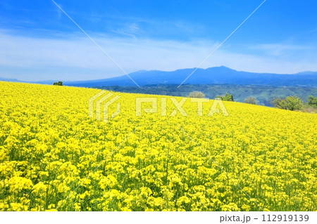 小諸みはらしファームの菜の花畑 112919139