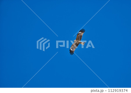 滑空するトビ 滑空するトビ 112919374