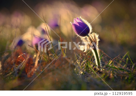 Spring flowers. Beautifully blossoming pasque flower and sun with a natural colored background. (Pulsatilla grandis) 112919595