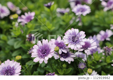 frutescens, Boston daisy also known as Paris Daisy 112919982