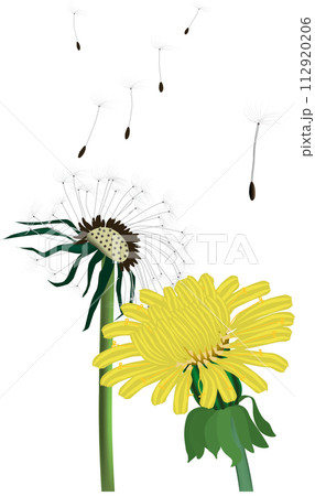 タンポポの綿毛 112920206