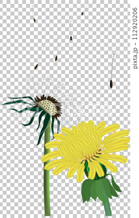 タンポポの綿毛 112920206