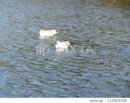 稲毛海浜公園浜の池に来た冬の渡り鳥ユリカモメ 112920299
