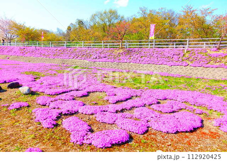 芝桜　シバザクラ　しばざくら　立谷川　桜　山形市 112920425