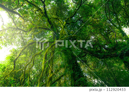 Green tree forest with moss on tree branches. Natural carbon capture. Sustainable forest management. Trees absorb carbon dioxide. Natural carbon sink. Environment Day and World Environment Day concept Green tree forest with moss on tree branches. Natural carbon capture. Sustainable forest management. Trees absorb carbon dioxide. Natural carbon sink. Environment Day and World Environment Day concept 112920433