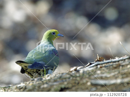 アオバト_20020212_2924 112920728