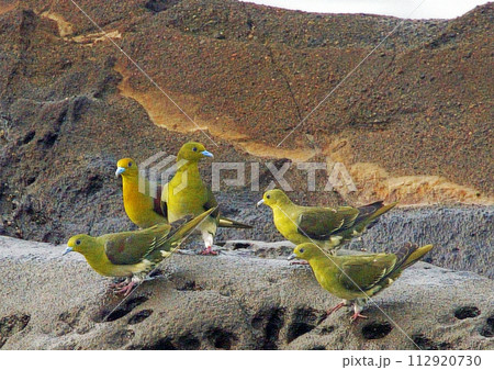 アオバト_20020824_9393 112920730