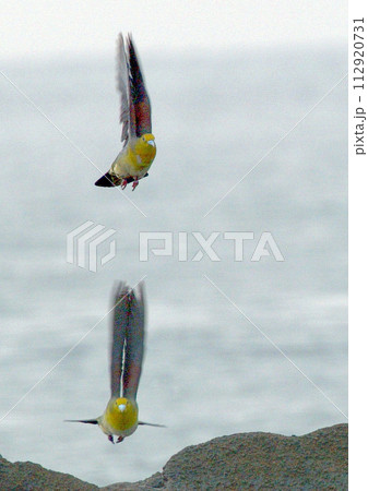 アオバト_20020824_9429 112920731