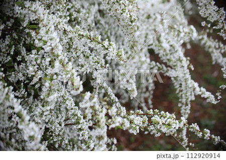 雪の降る朝のユキヤナギ 雪の降る朝のユキヤナギ 112920914