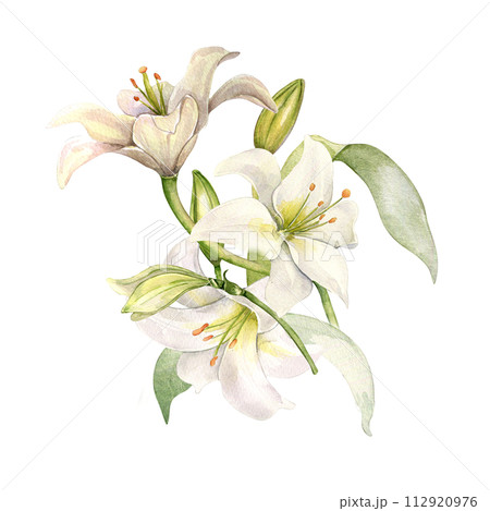 White lily and buds watercolor composition isolated on white. White flower botanical Illustration hand drawn. Lily bunch and leaves. Design for wedding invitation in church, christen, Easter card White lily and buds watercolor composition isolated on white. White flower botanical Illustration hand drawn. Lily bunch and leaves. Design for wedding invitation in church, christen, Easter card 112920976